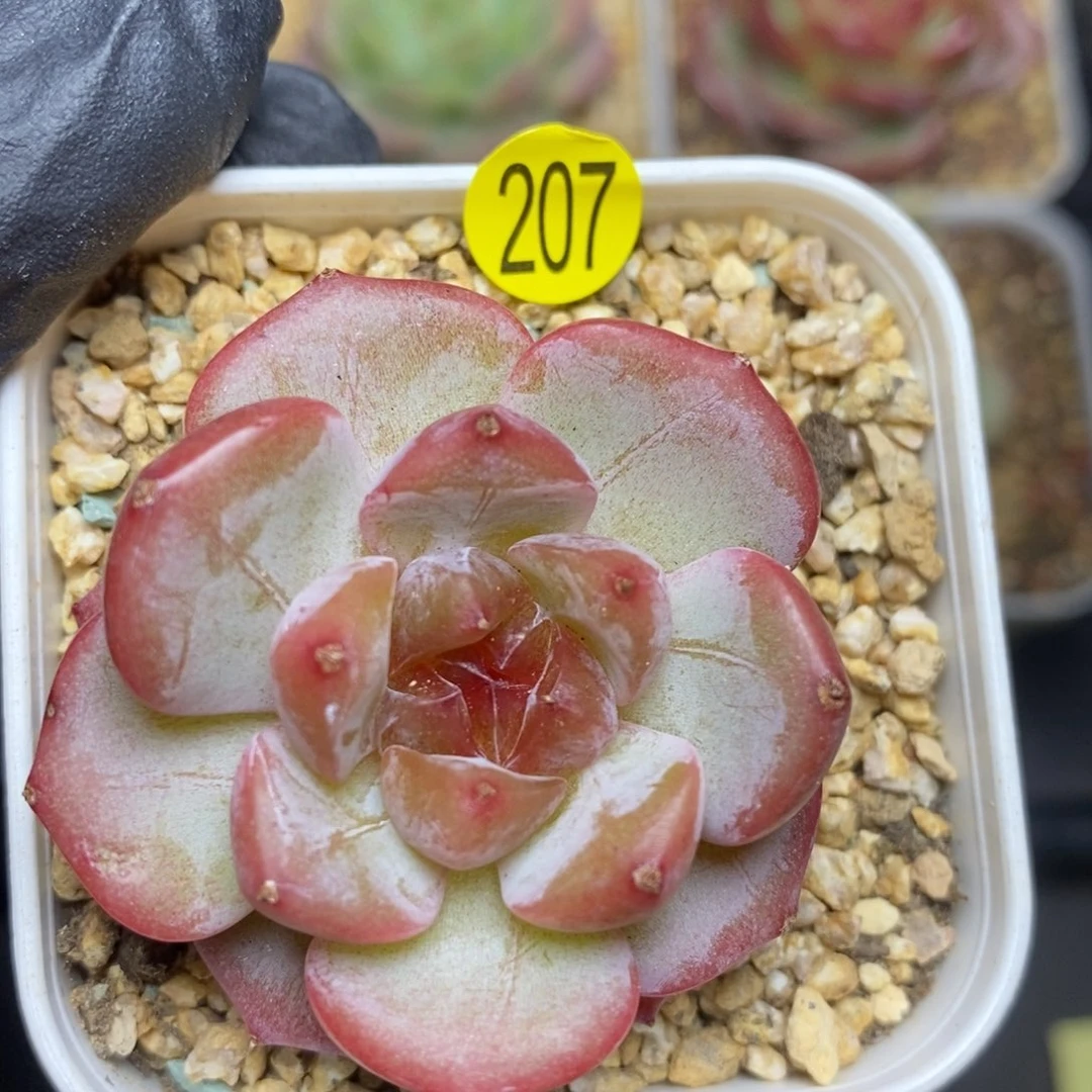 28元包邮脱土发货XL207