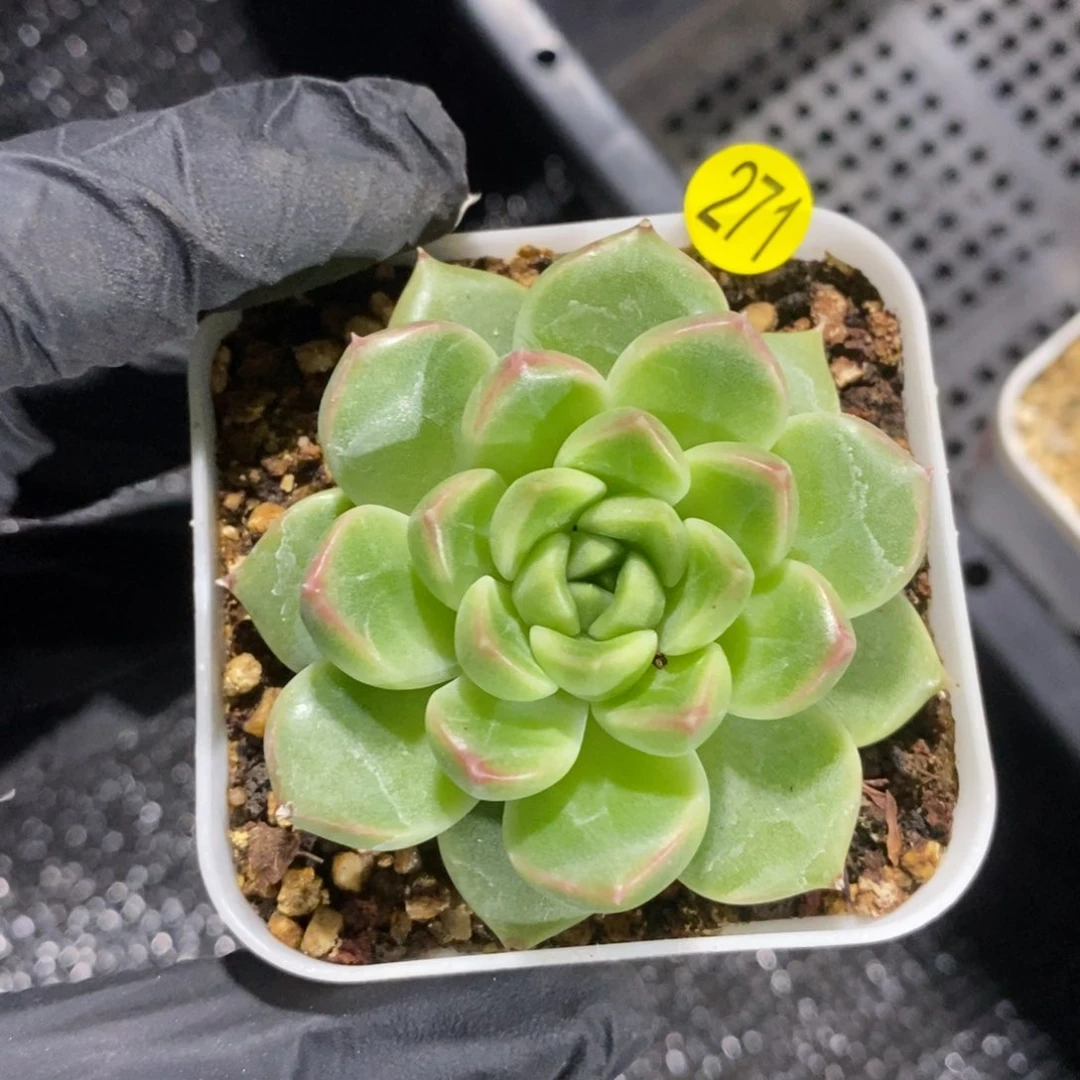 28包邮脱土发货MZ271