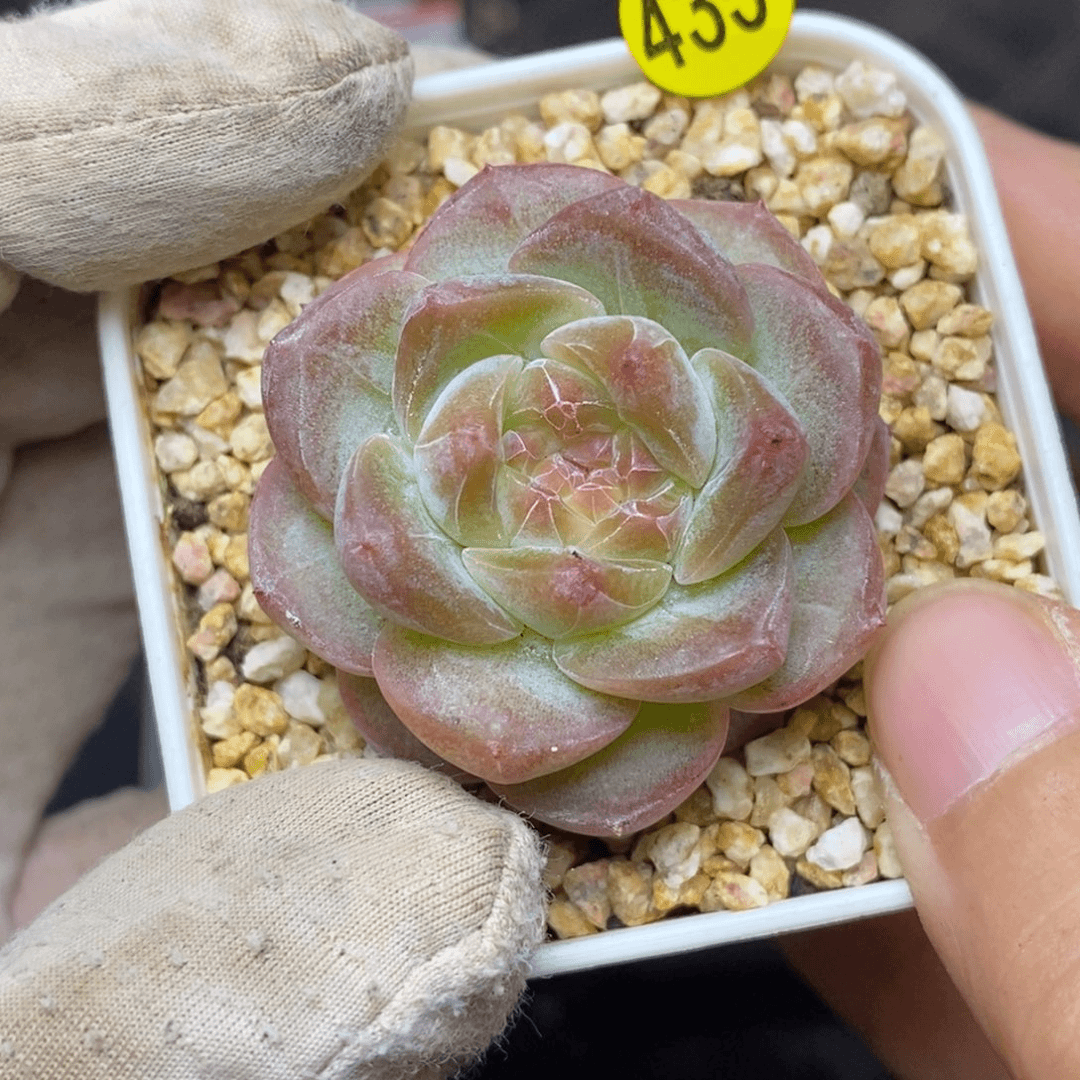 9.9包邮一物一拍脱土发货435