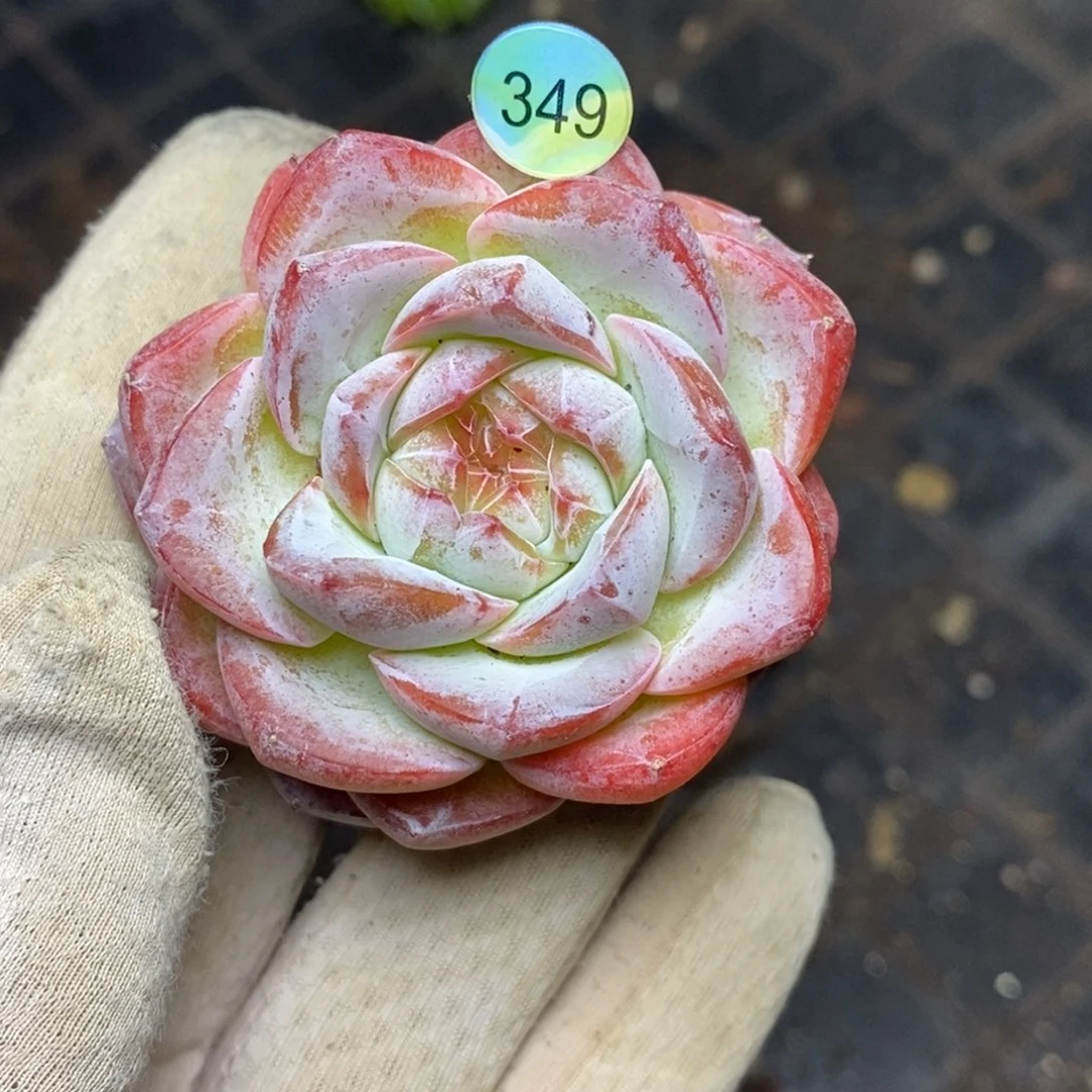 9.9包邮一物一拍脱土发货349