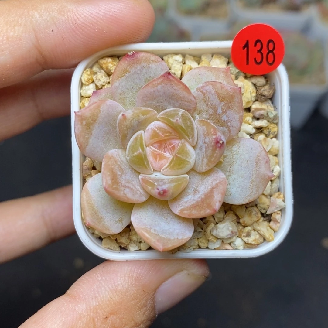 28包邮脱土发货当天凑单A138