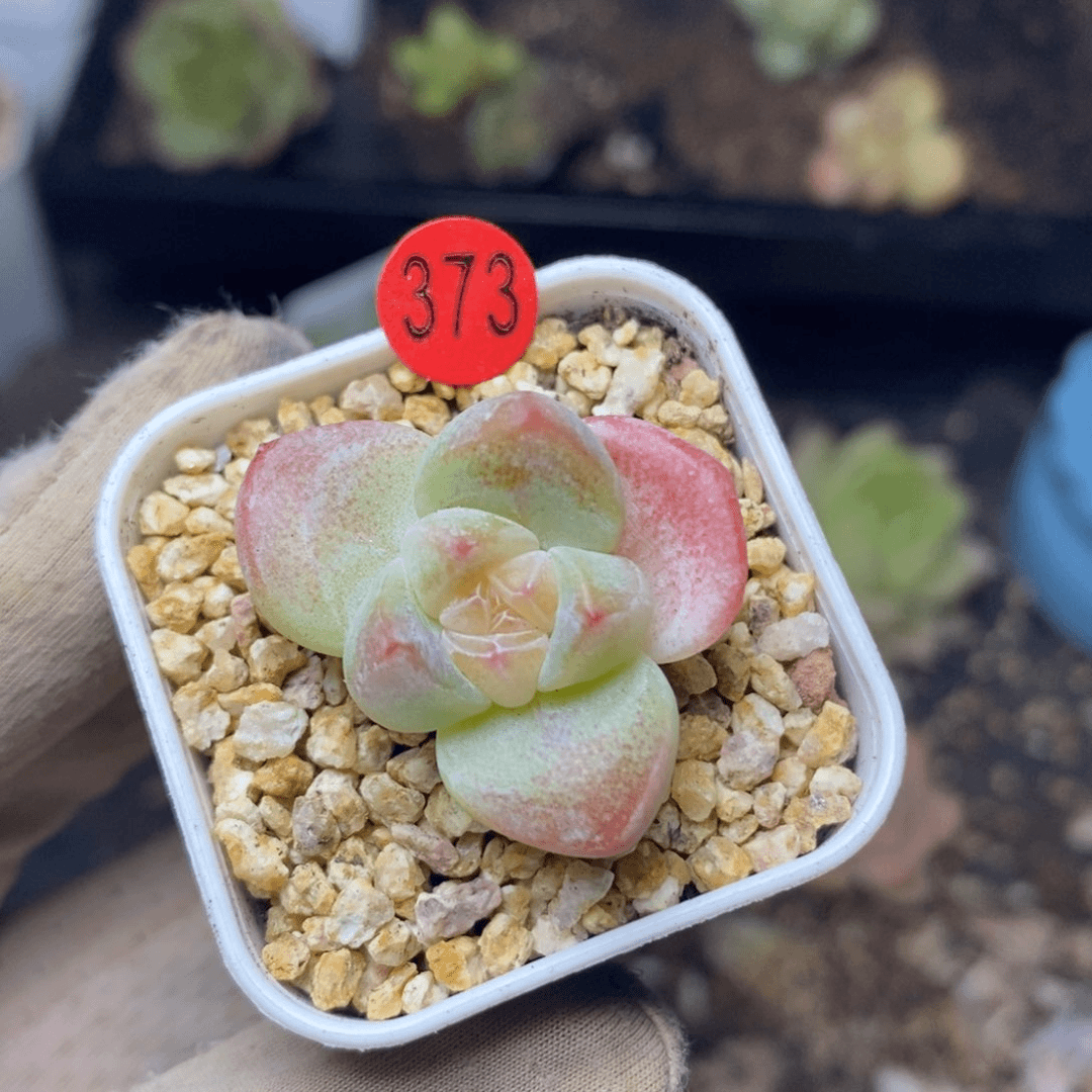 特价福利一物一拍373