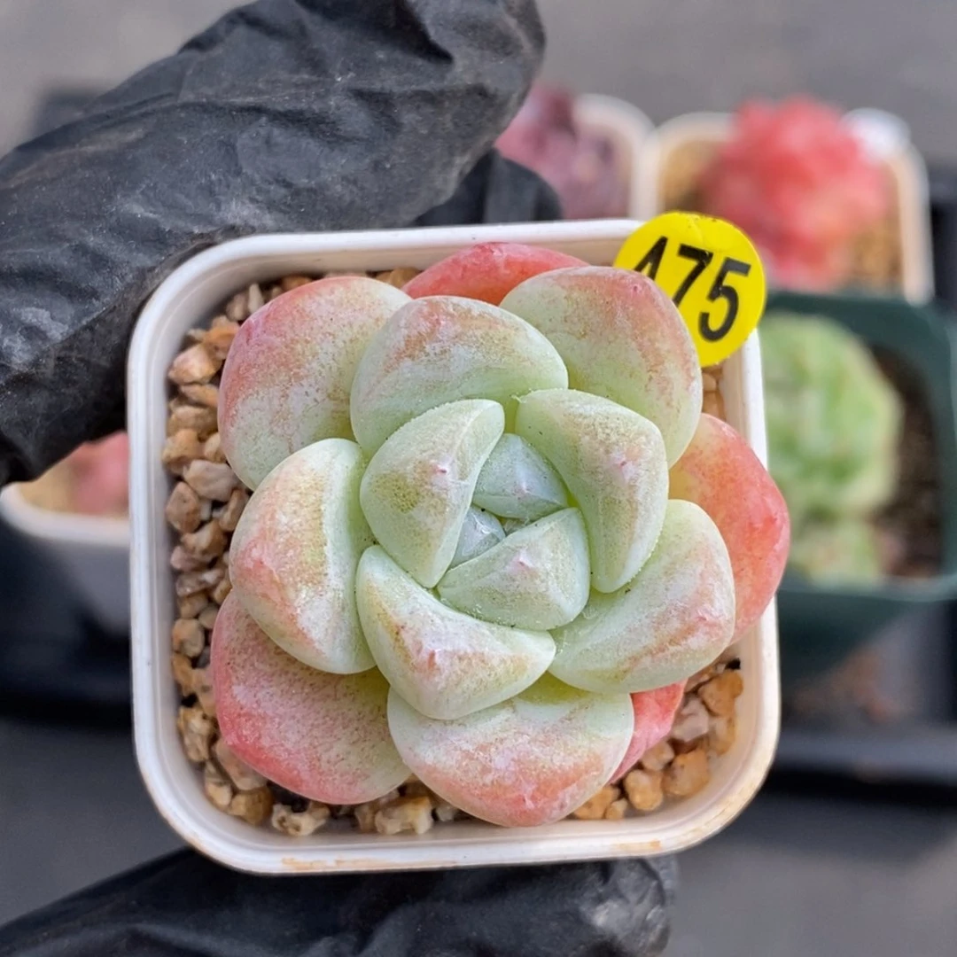 满28包邮脱土洛根发货JY475