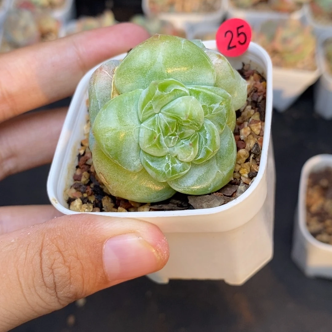 大****玉28包邮脱土发货当天凑单25