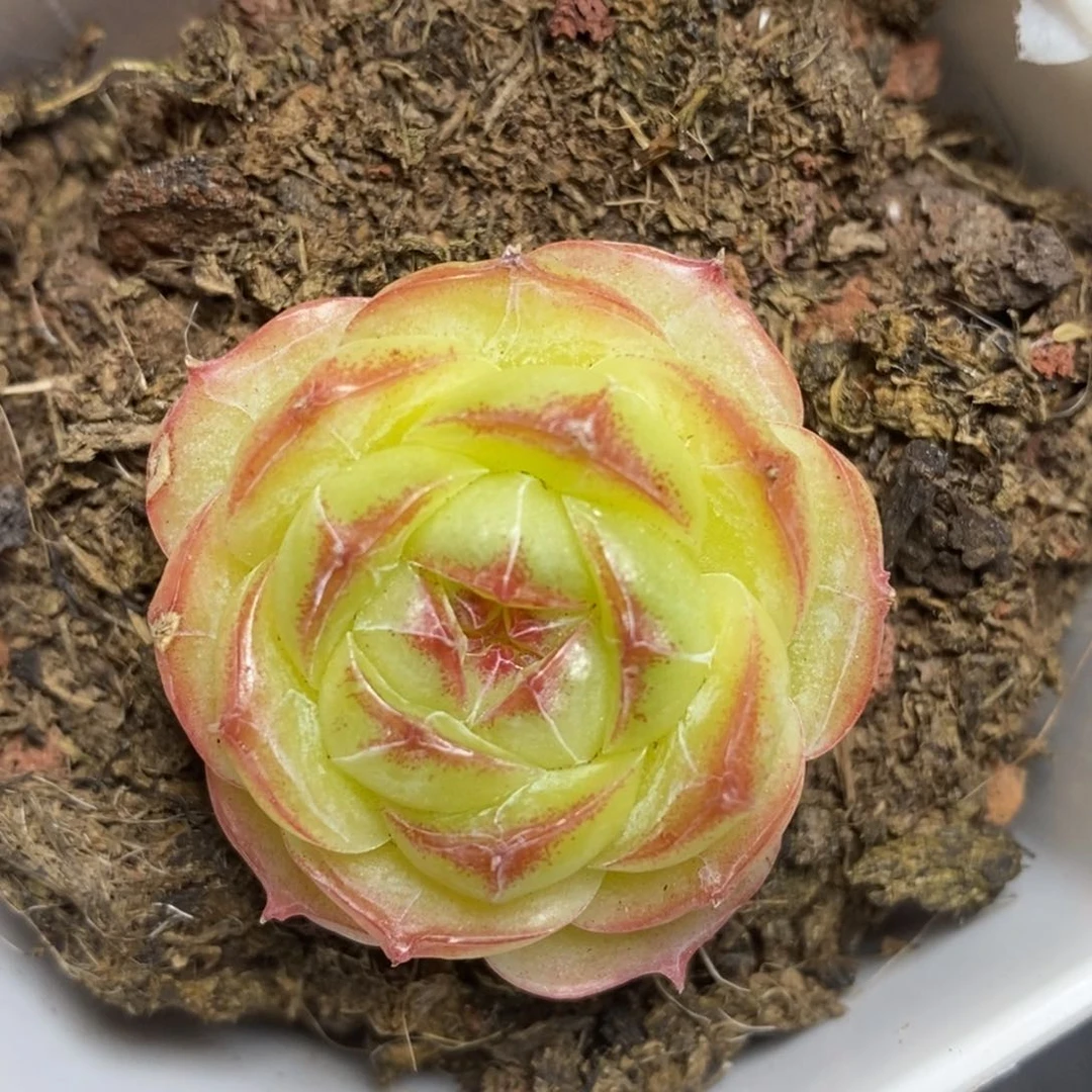 28元包邮脱土发货234