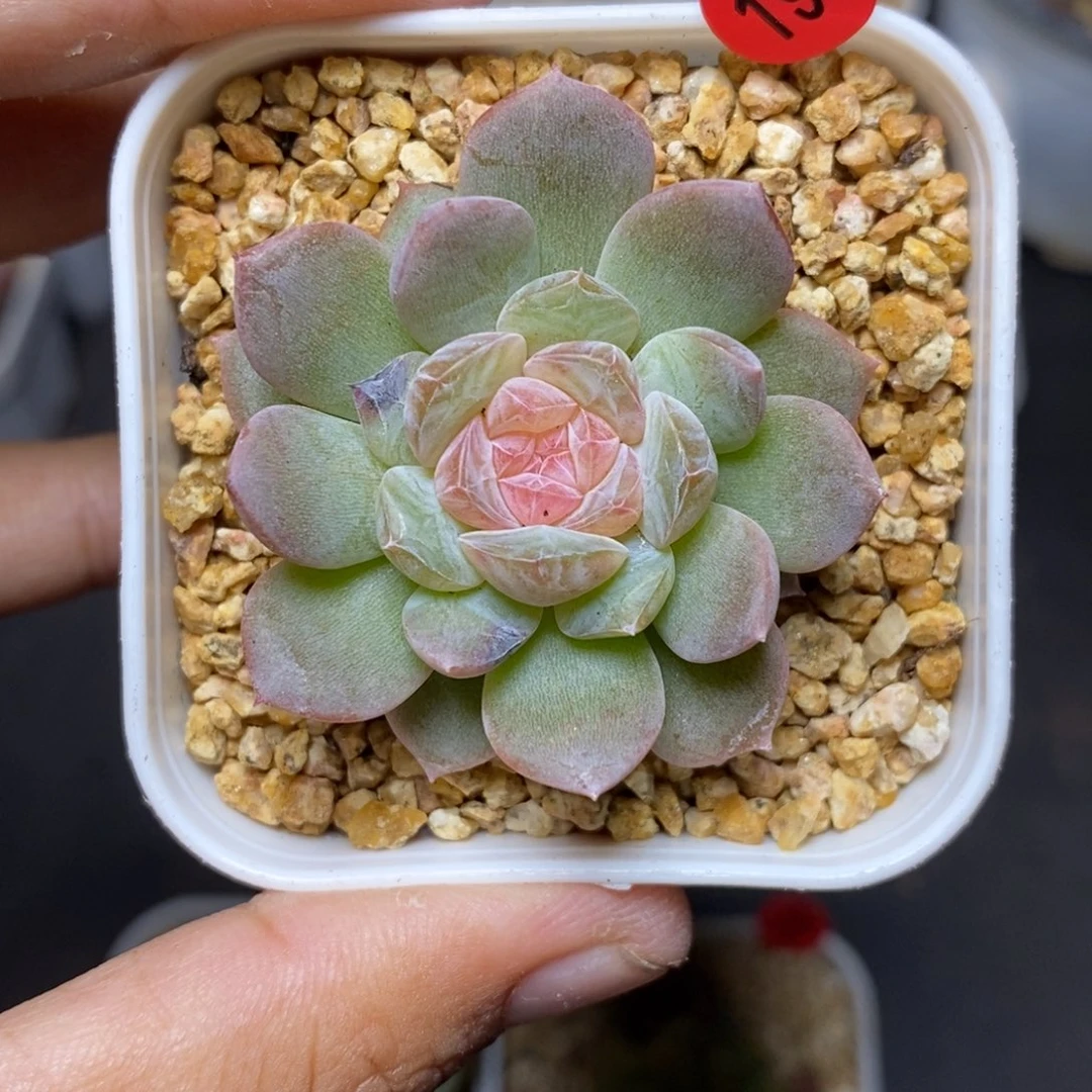 28包邮脱土发货当天凑单198