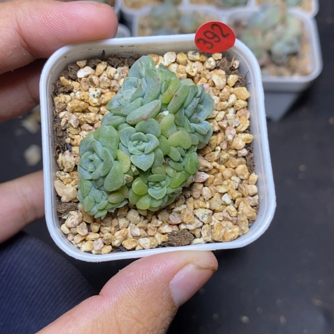 28包邮脱土发货当天凑单392