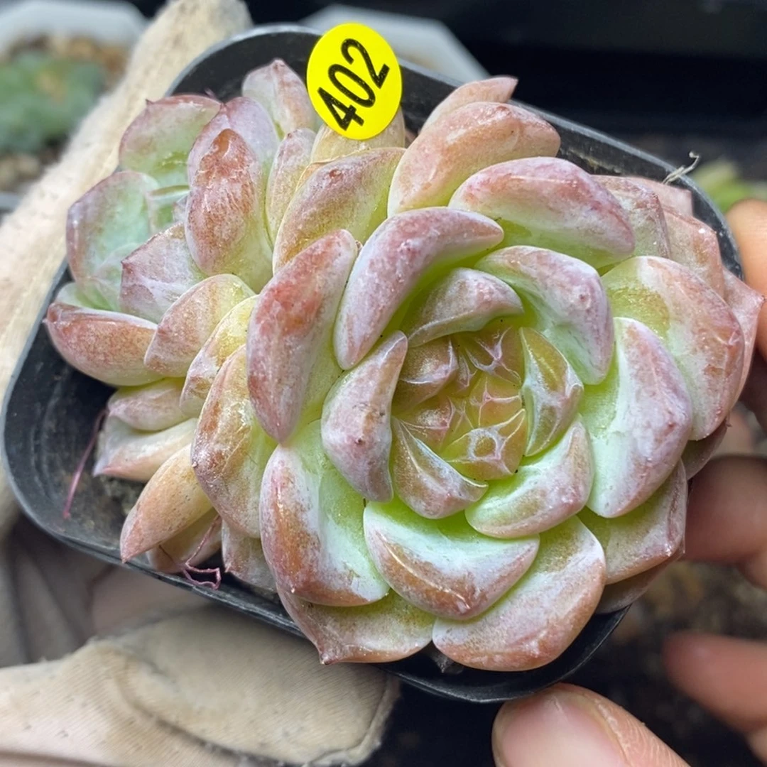 特价福利一物一拍402