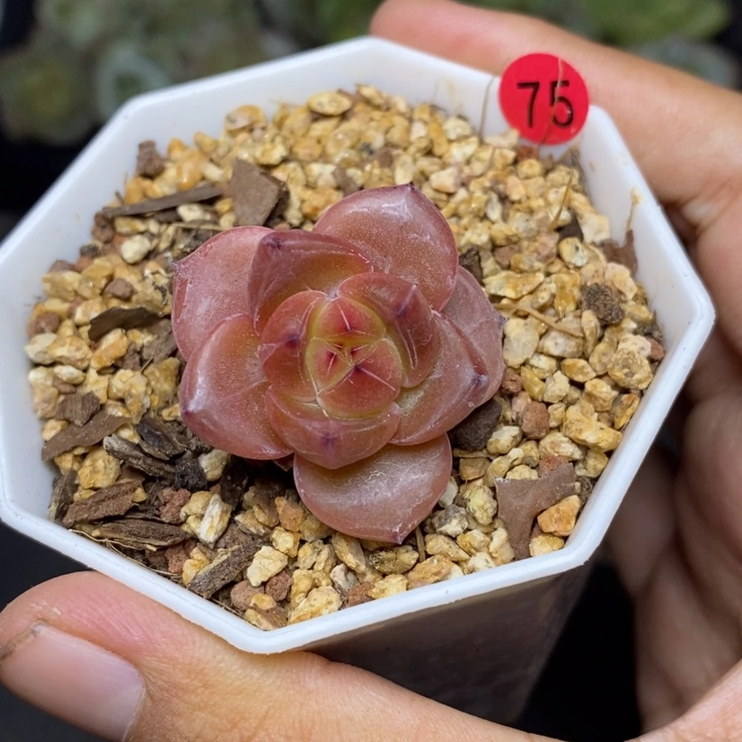 28包邮脱土发货当天凑单75