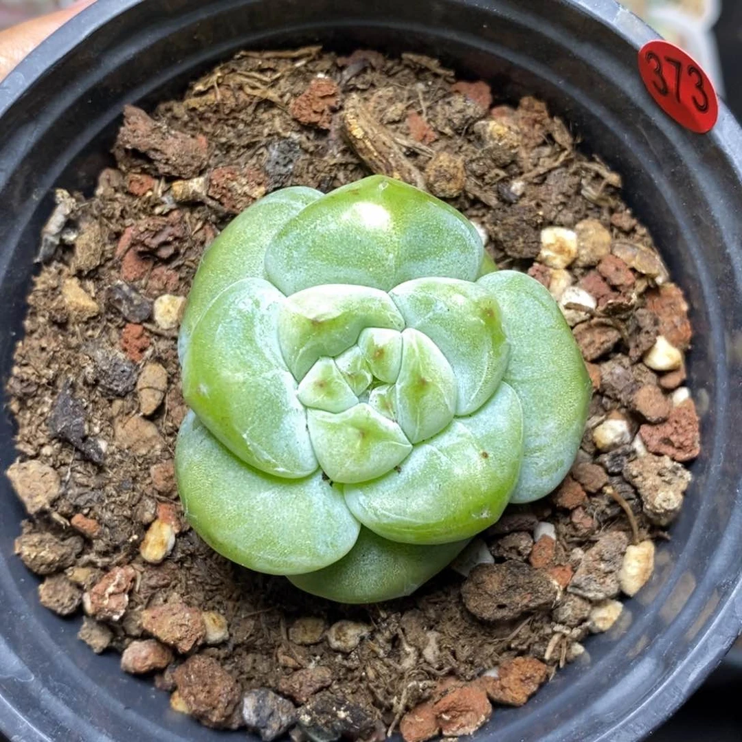 28包邮脱土发货当天凑单373