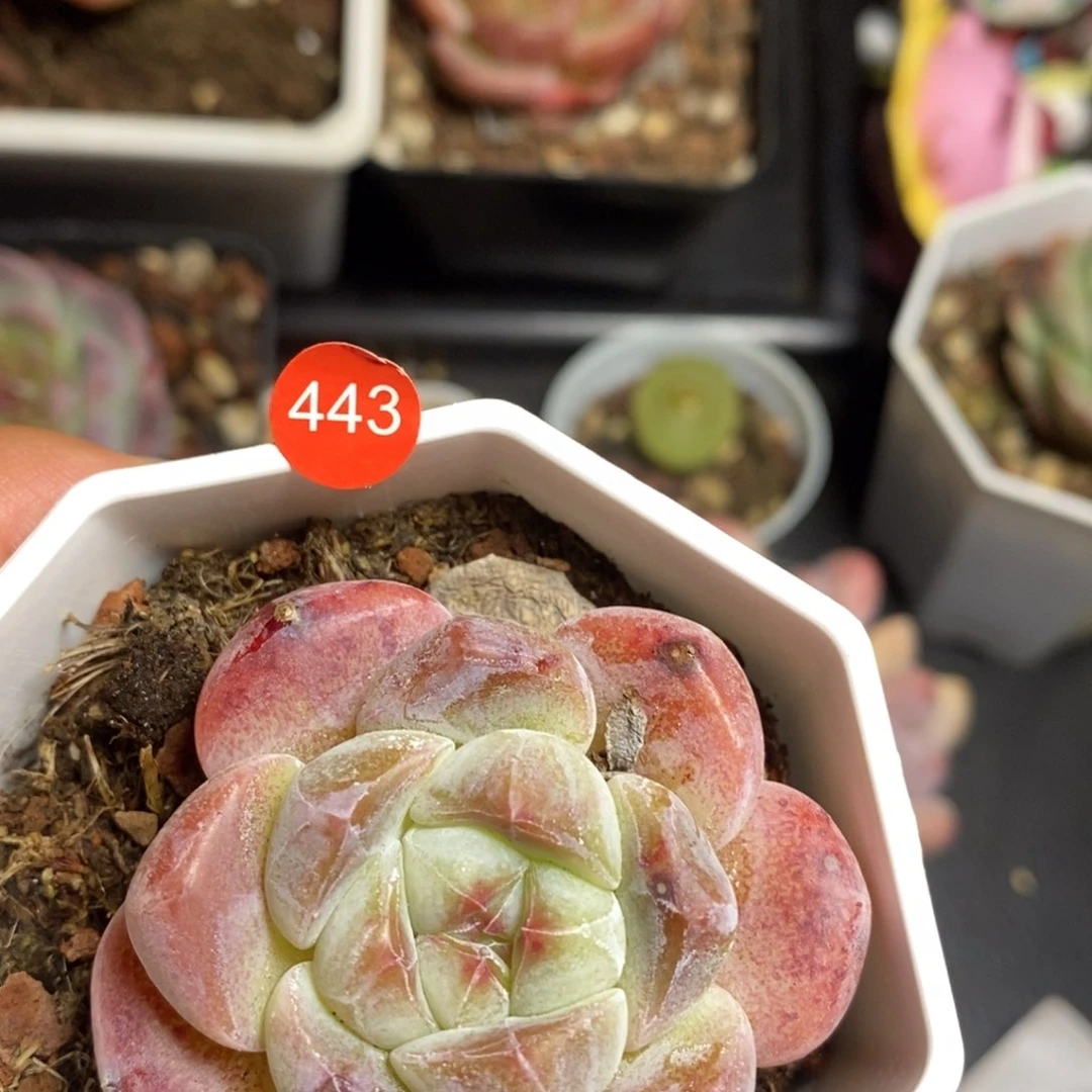 28脱土包邮w y c 443