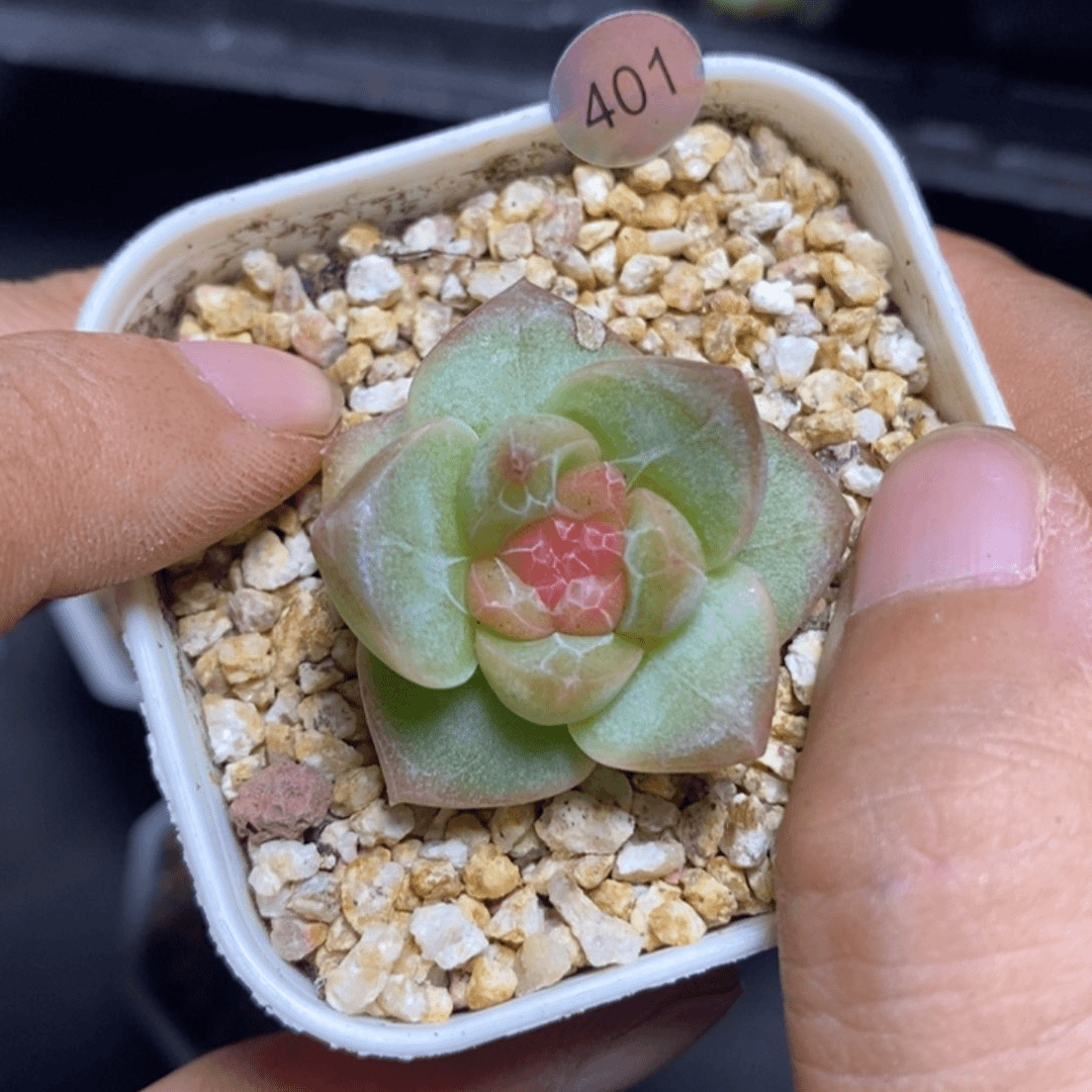 特价福利一物一拍脱土发货401