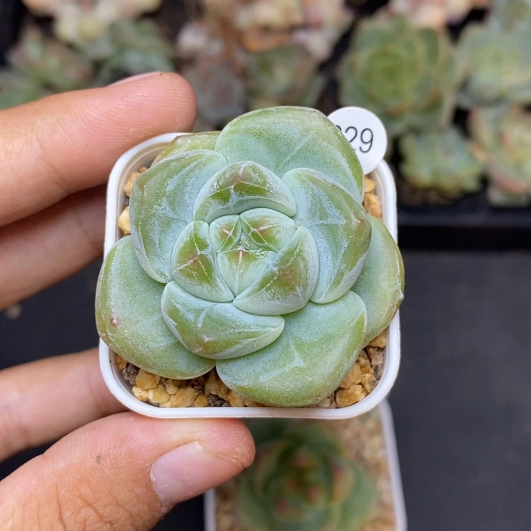 28包邮脱土发货当天凑单229