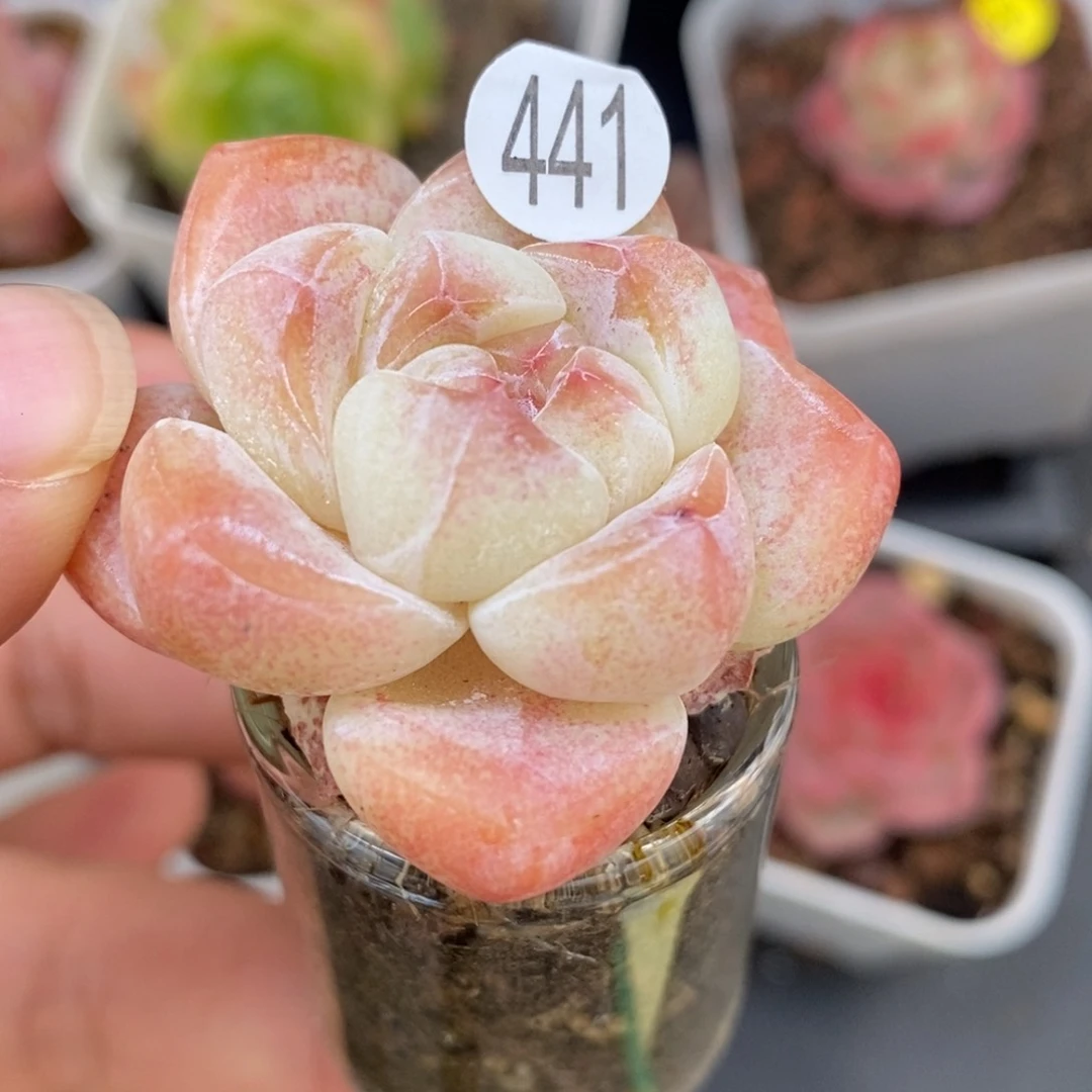 肉肉28块脱土包邮w y c441