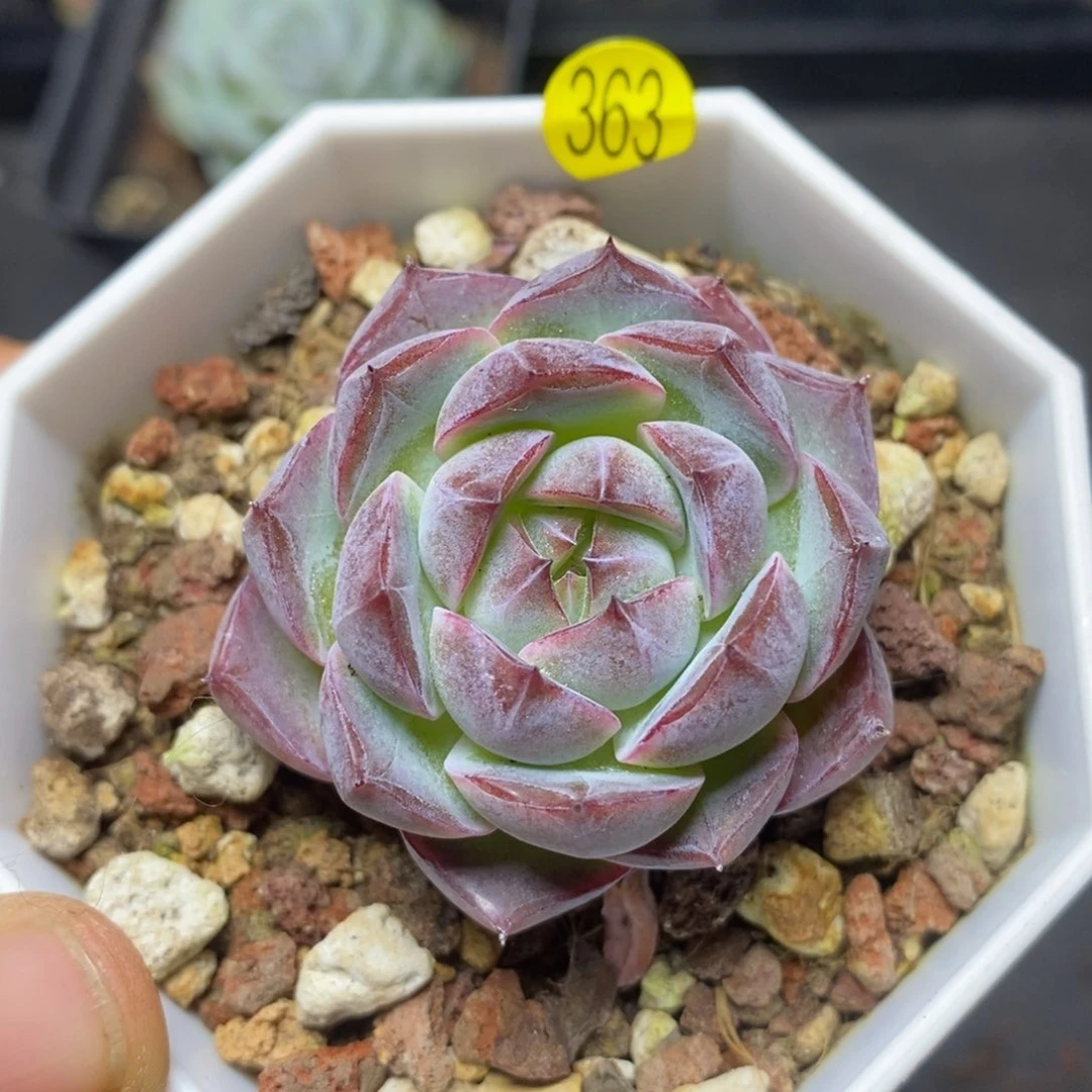 28包邮脱土发货MZ363