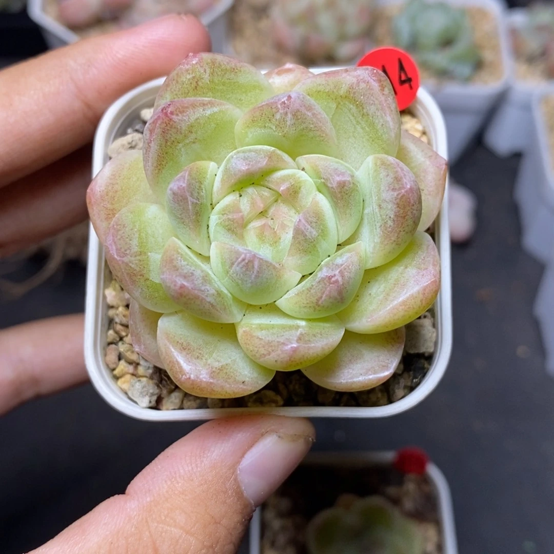 28包邮脱土发货当天凑单214