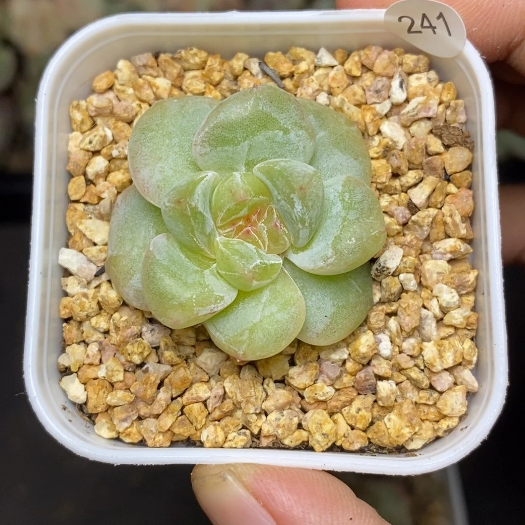 28包邮脱土发货当天凑单241