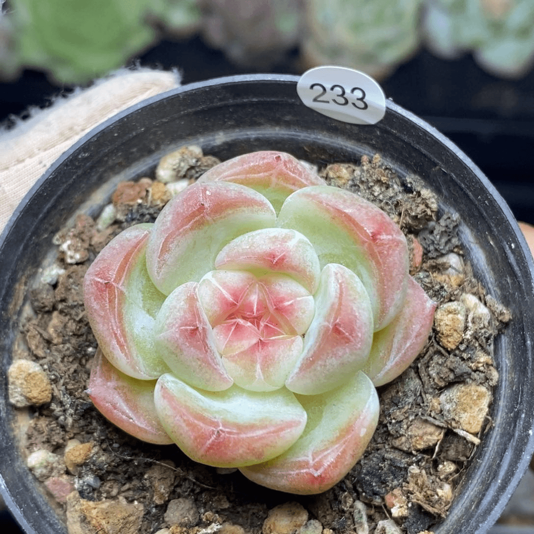 特价福利一物一拍233