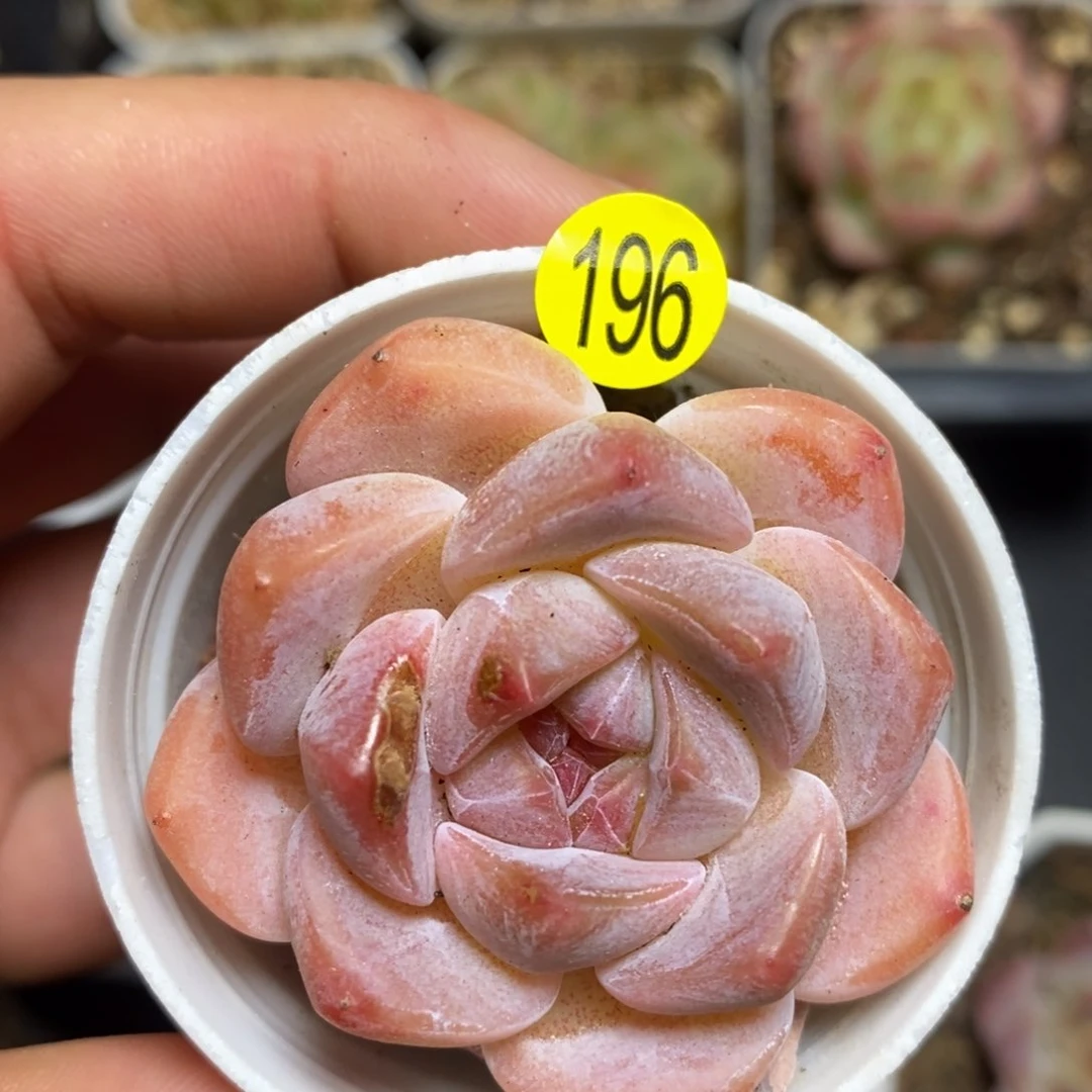 28元包邮脱土发货XL196