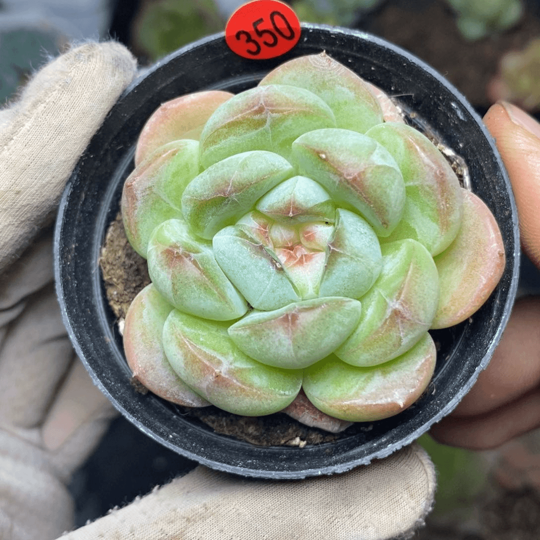 特价福利一物一拍350