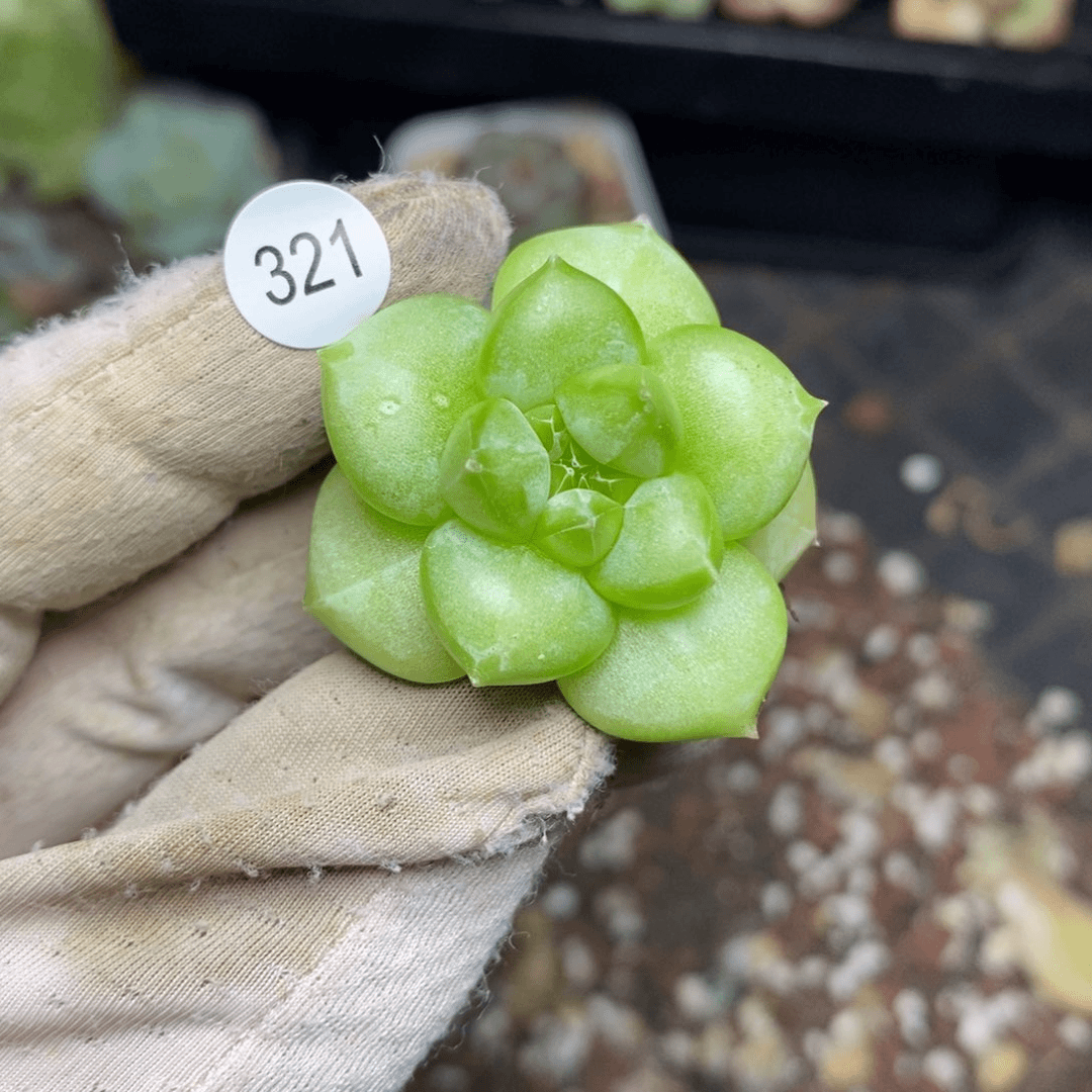 特价福利一物一拍321