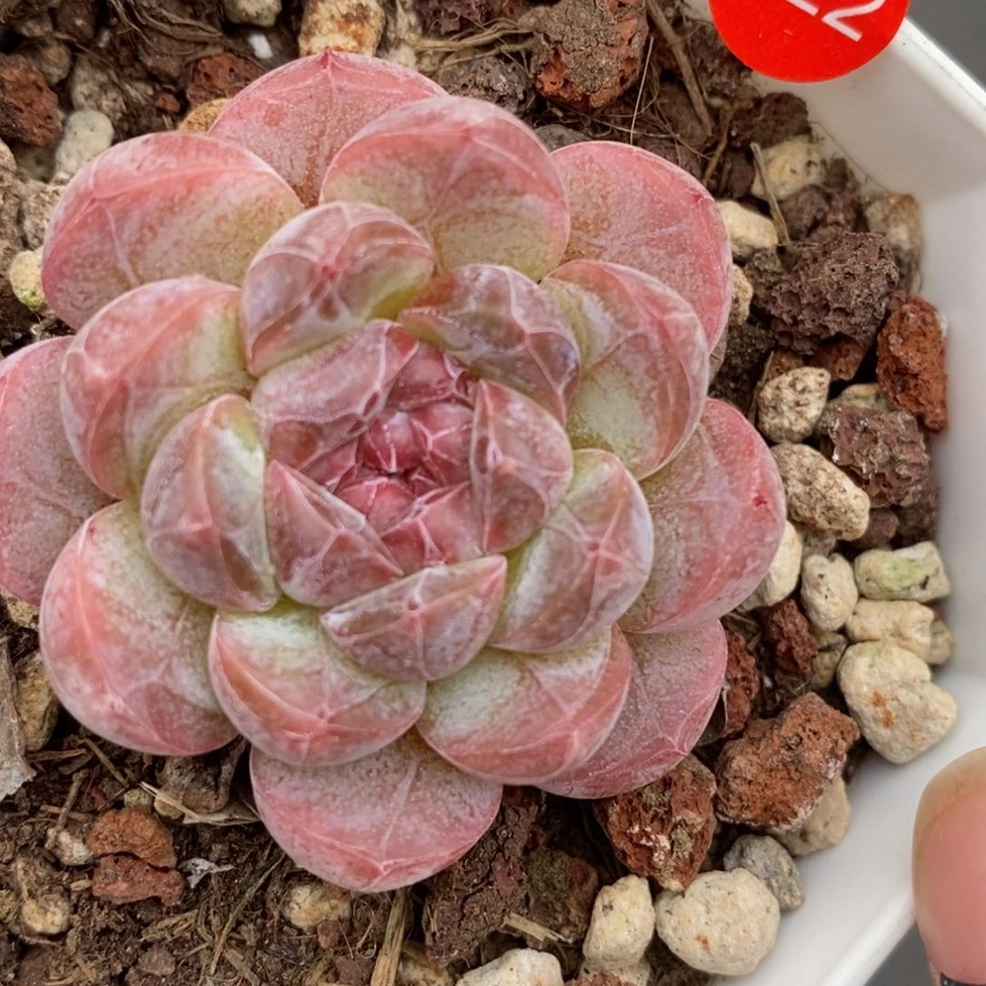 满¥28包邮脱土裸根发货JY222