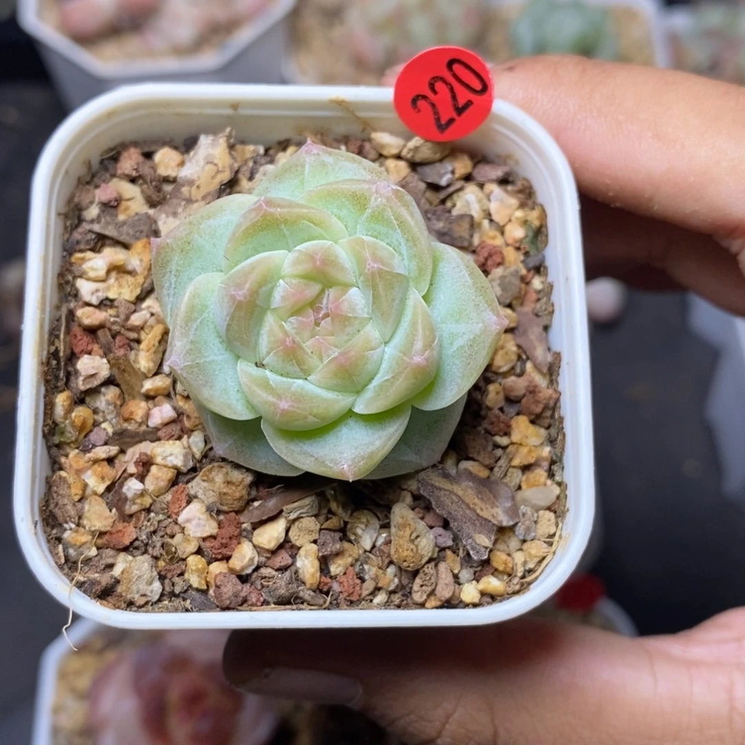 28包邮脱土发货当天凑单220