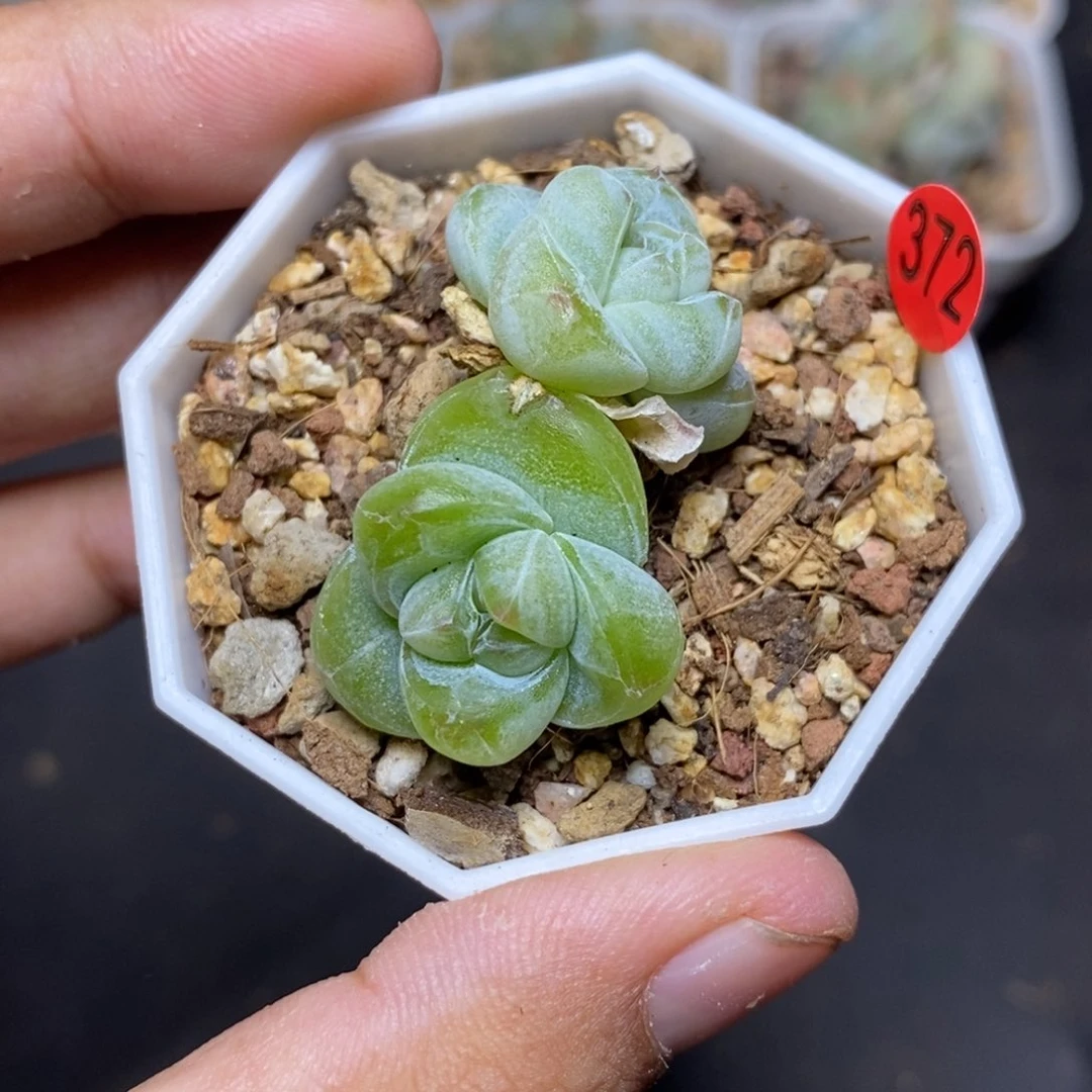 28包邮脱土发货当天凑单372