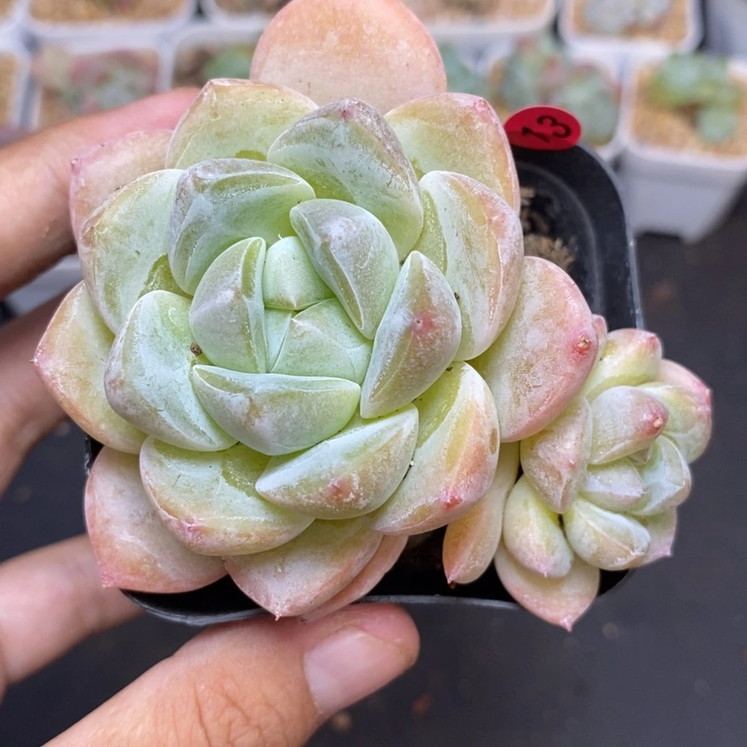 28包邮脱土发货当天凑单13