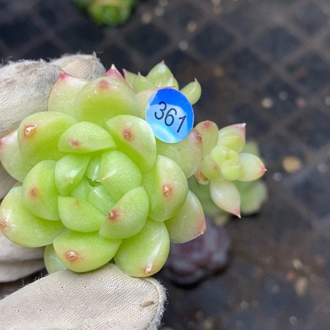9.9包邮一物一拍脱土发货361