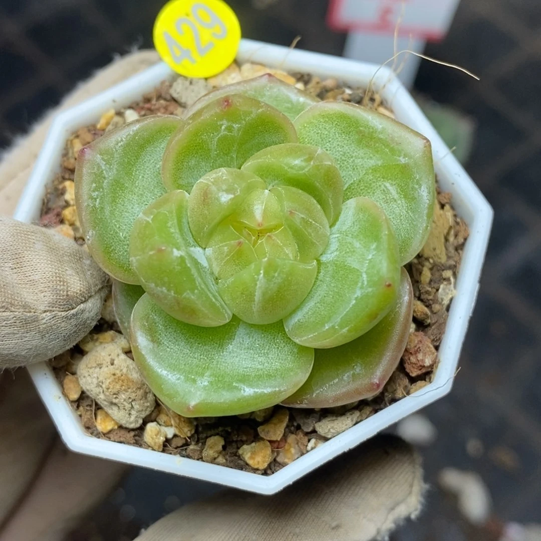 9.9包邮一物一拍脱土发货429U珍妮
