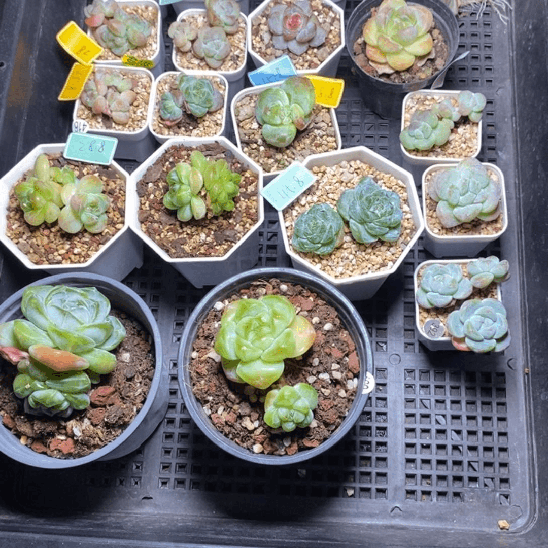 璟***9.9包邮当天凑单脱土发货专拍