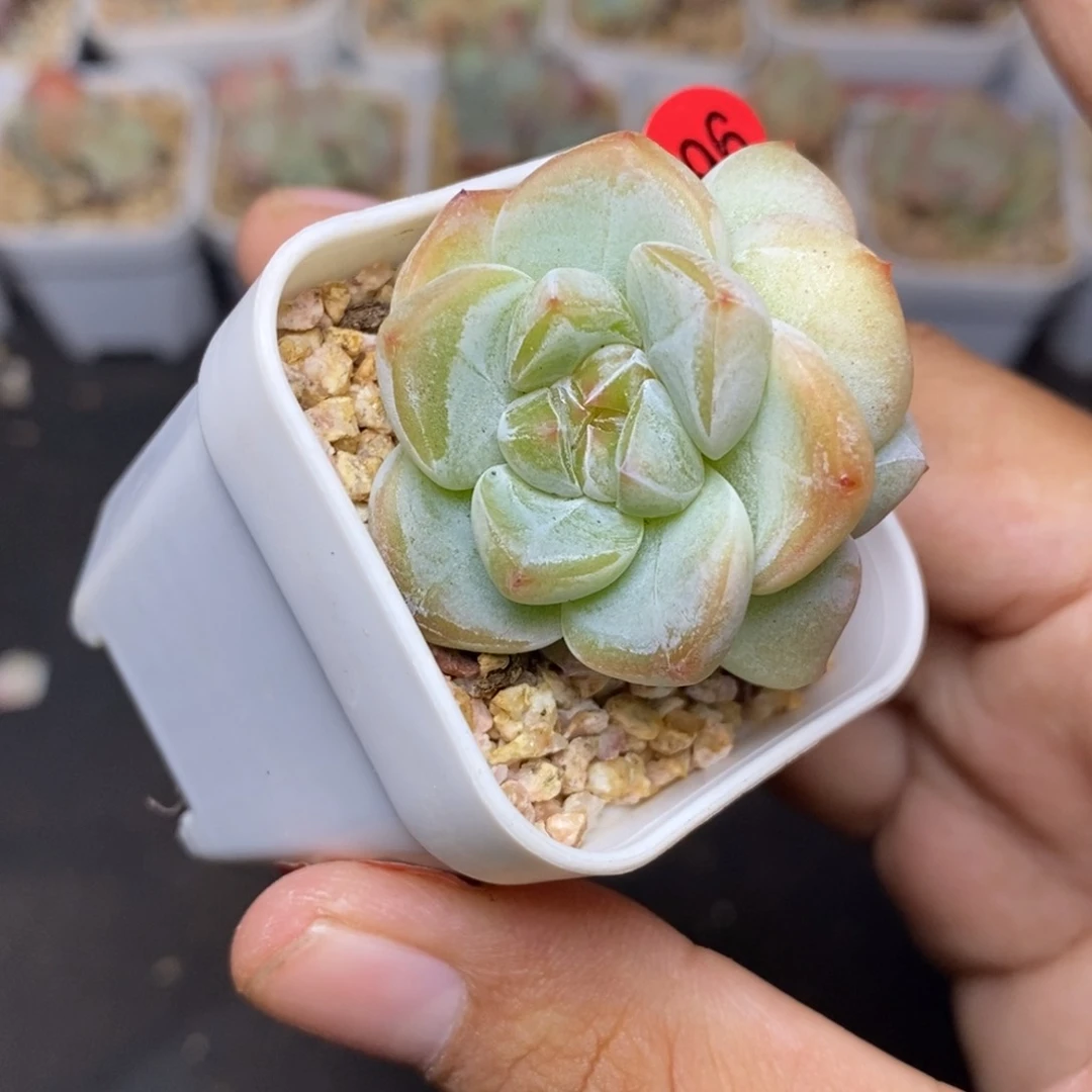 28包邮脱土发货当天凑单A296