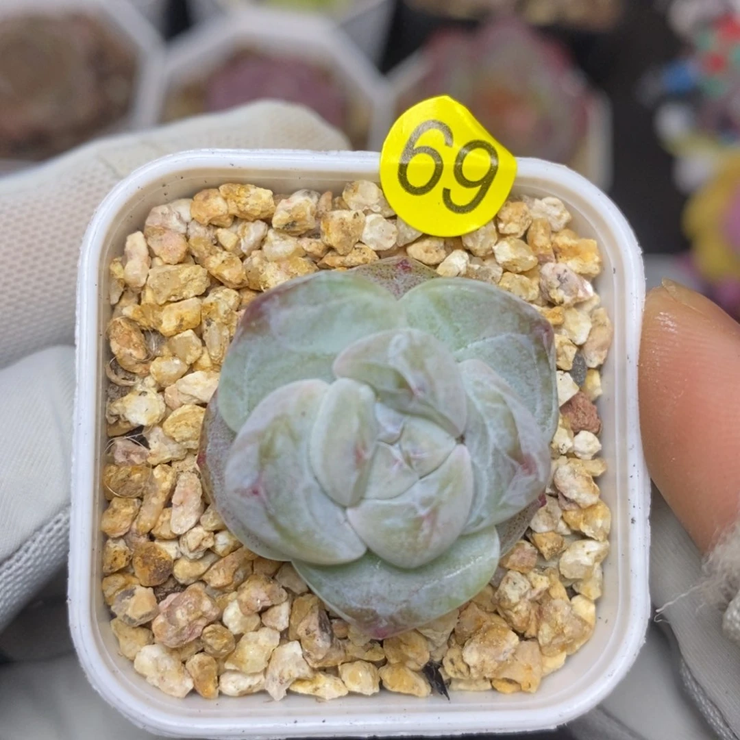 直播间一物一拍XL69