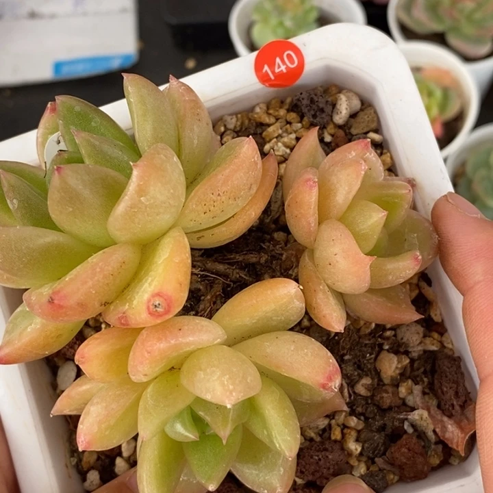 满28包邮清棚处理140