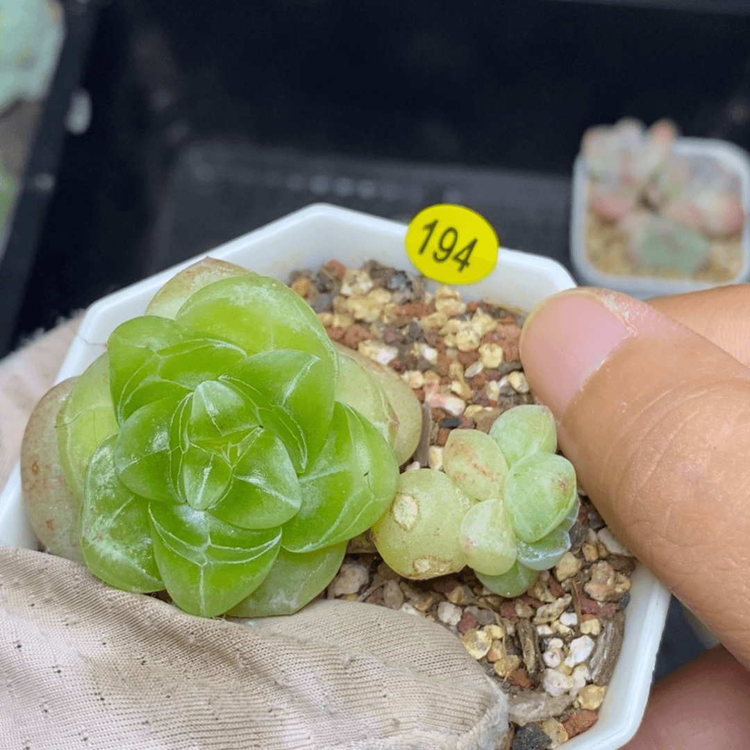 特价福利一物一拍194