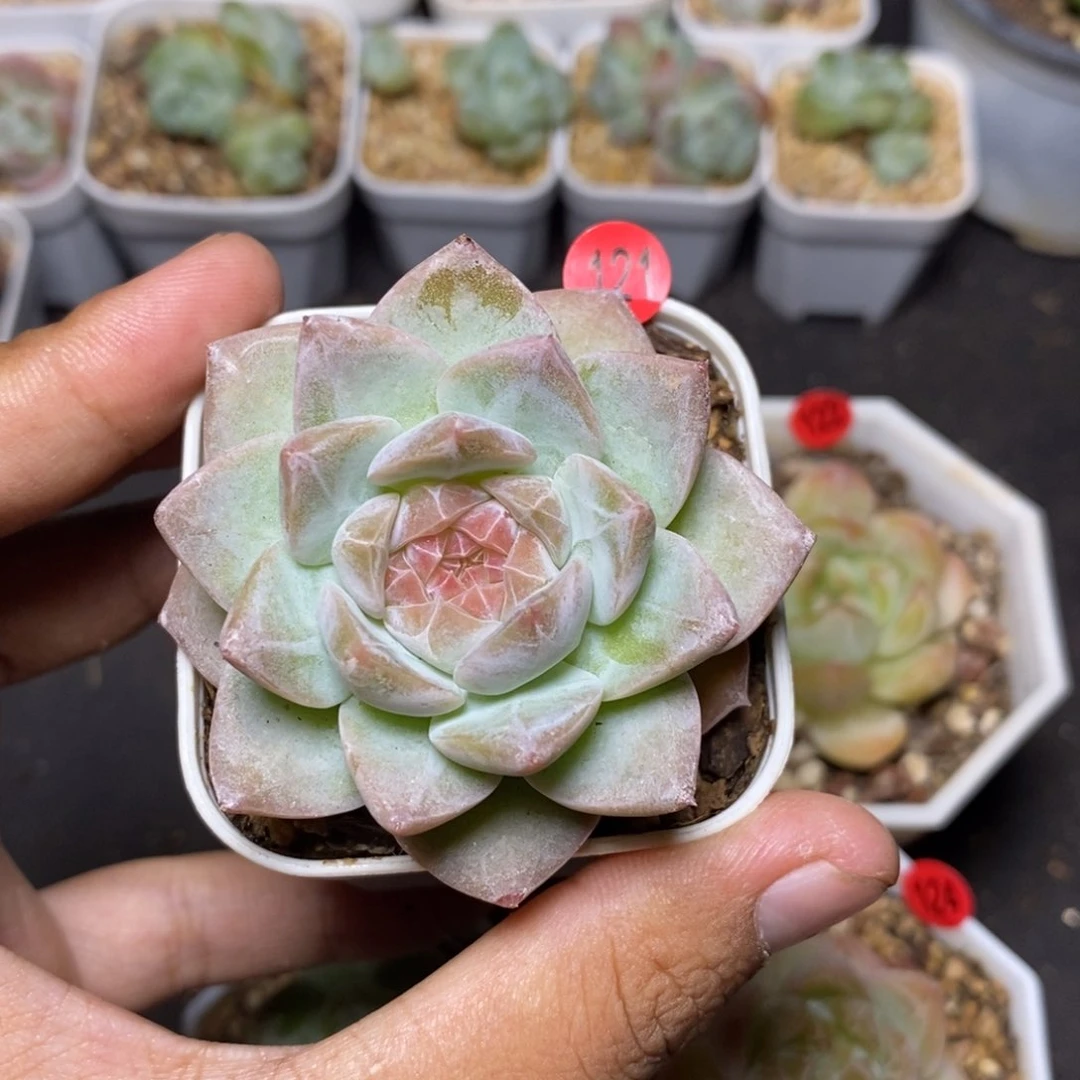 28包邮脱土发货当天凑单121