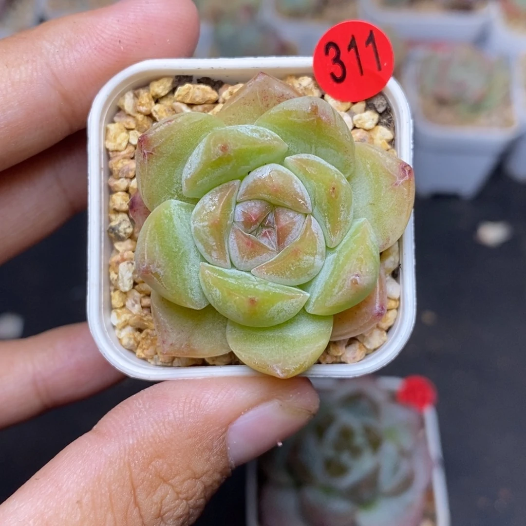 28包邮脱土发货当天凑单A311