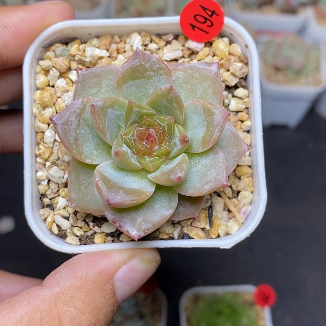 28包邮脱土发货当天凑单A194