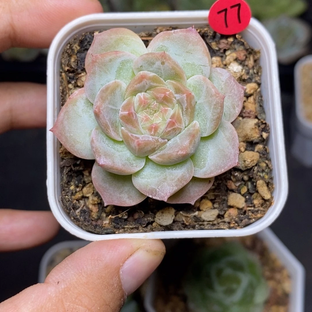 28包邮脱土发货当天凑单77