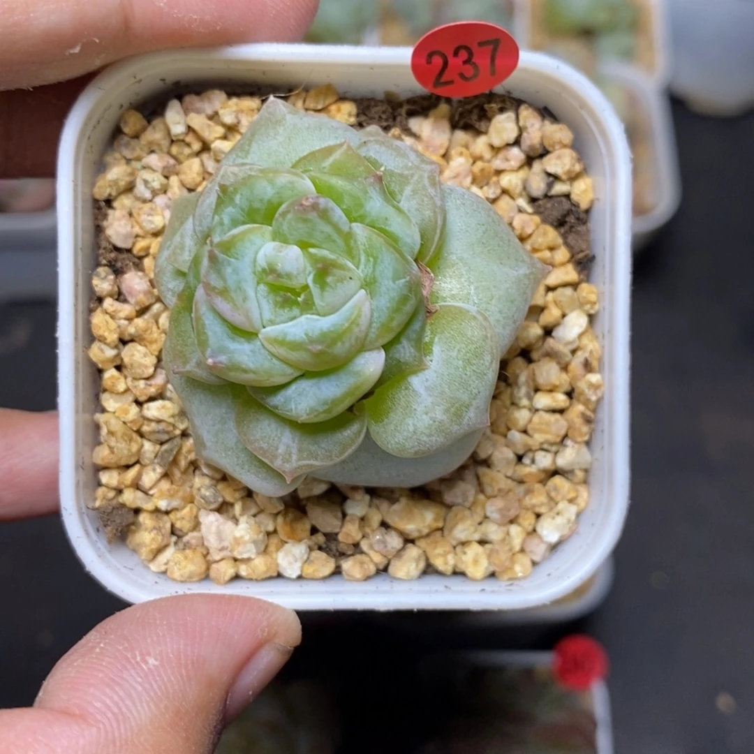 28包邮脱土发货当天凑单237