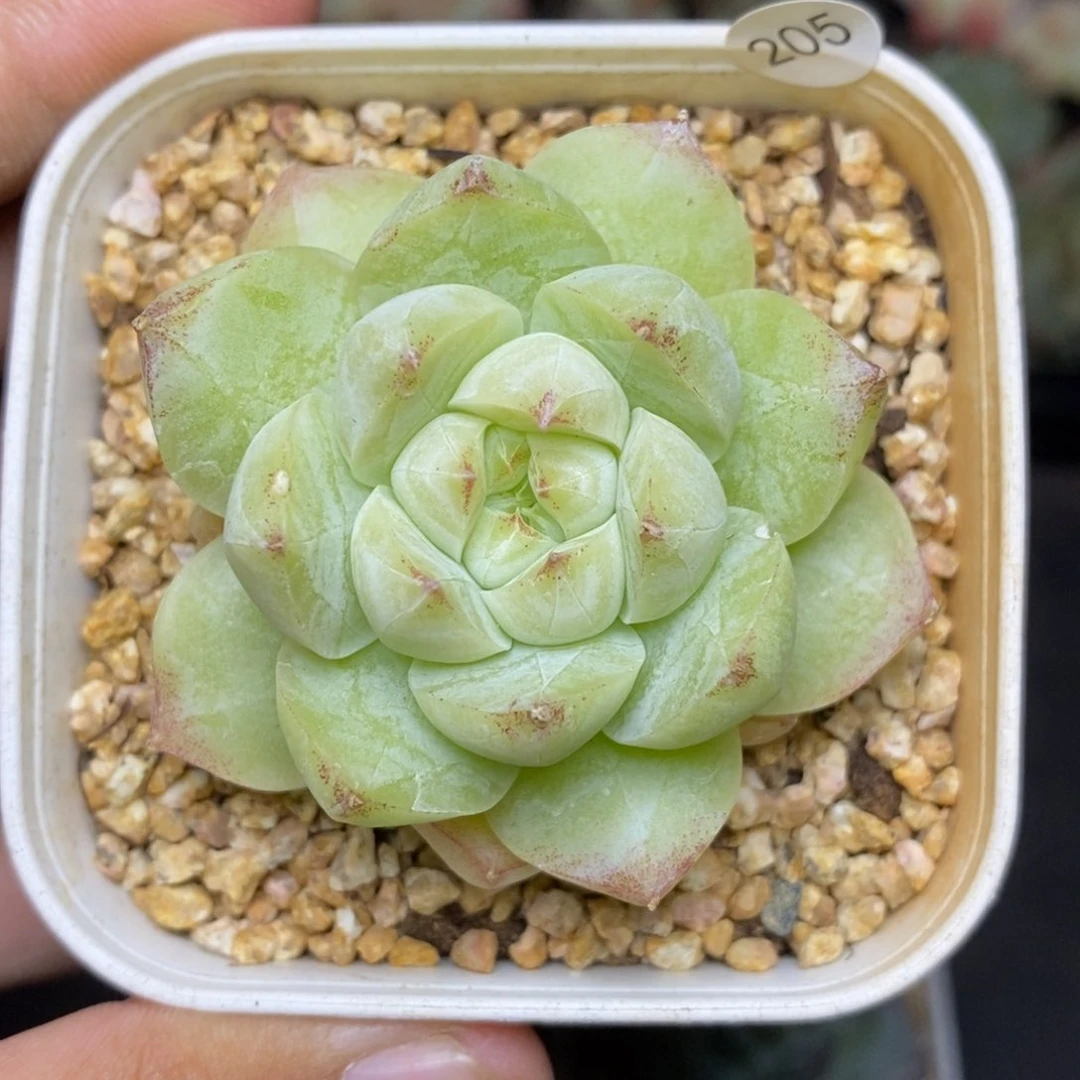 28包邮脱土发货当天凑单205