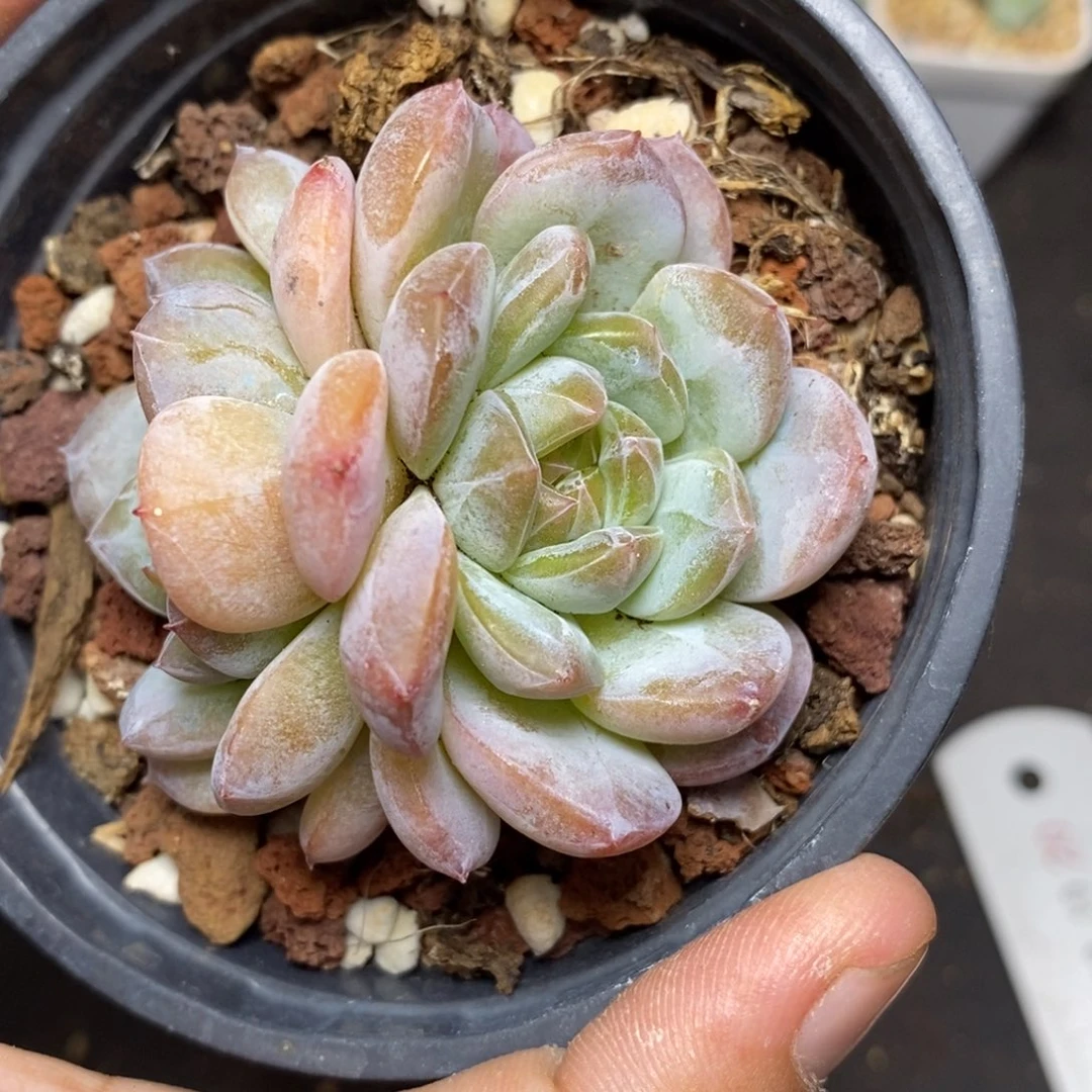 28包邮脱土发货当天凑单76