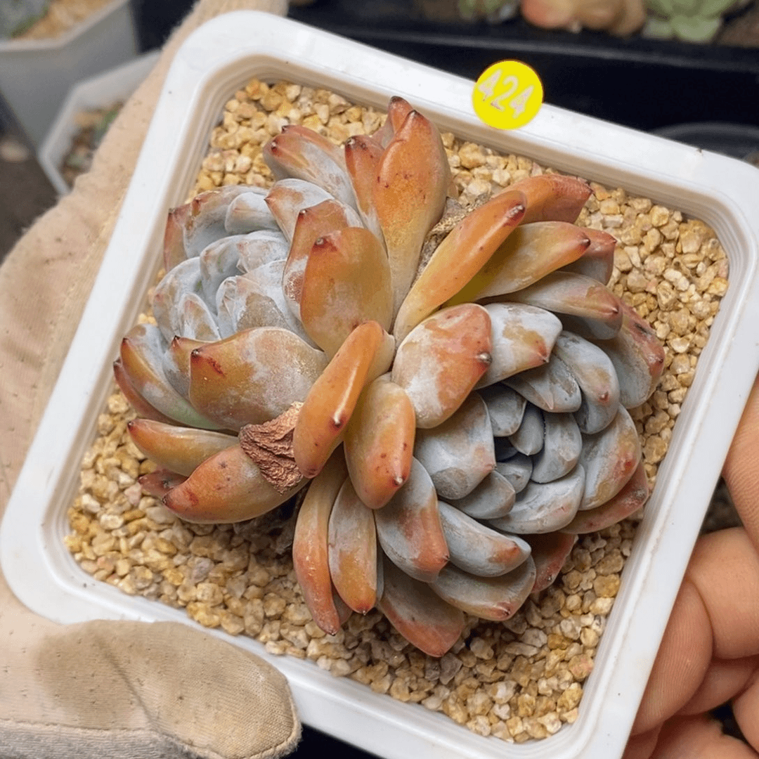 特价福利一物一拍424