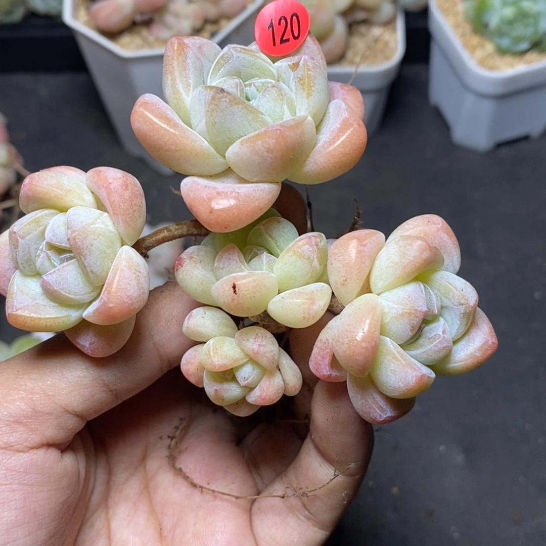 28包邮脱土发货当天凑单120