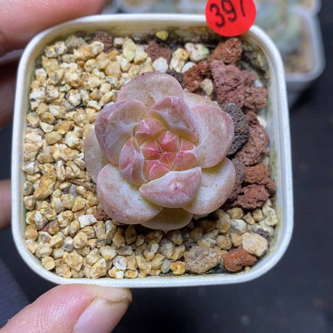 28包邮脱土发货当天凑单397