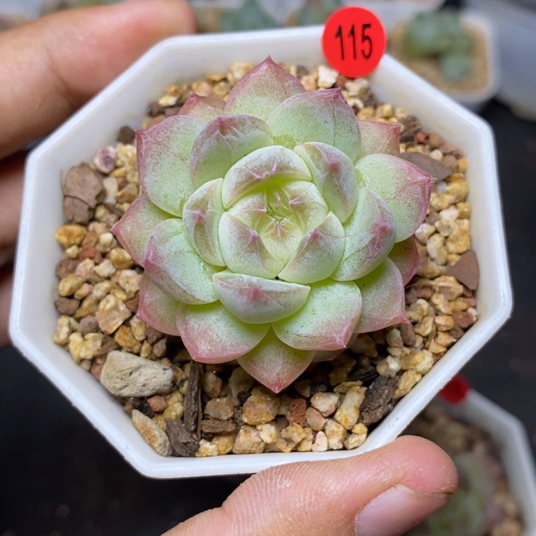 28包邮脱土发货当天凑单115