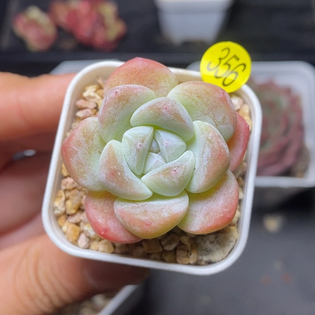 28包邮脱土发货MZ356