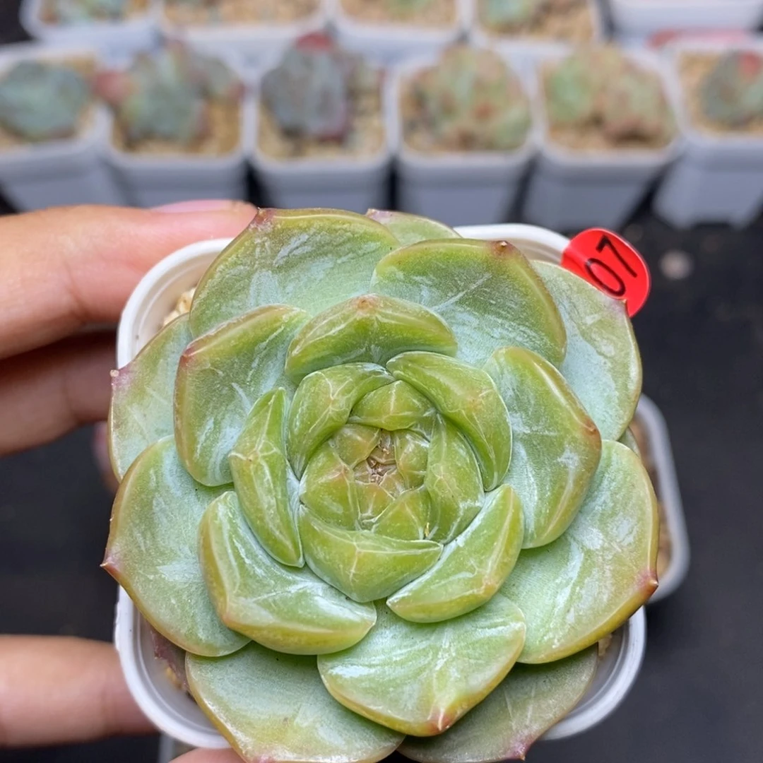早**因28包邮脱土发货当天凑单A307