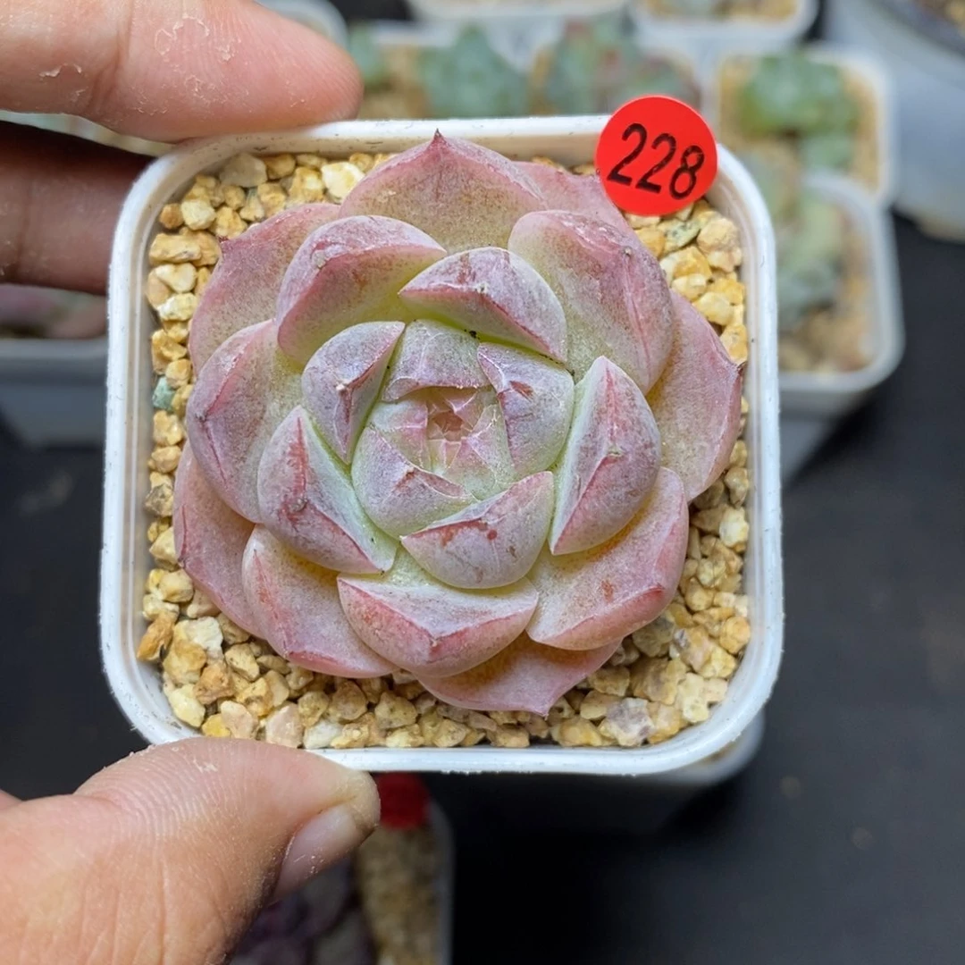 28包邮脱土发货当天凑单228